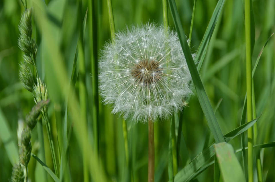 Dandelion