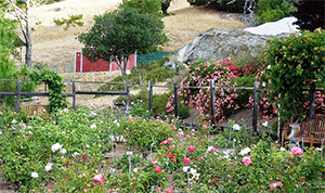 garden