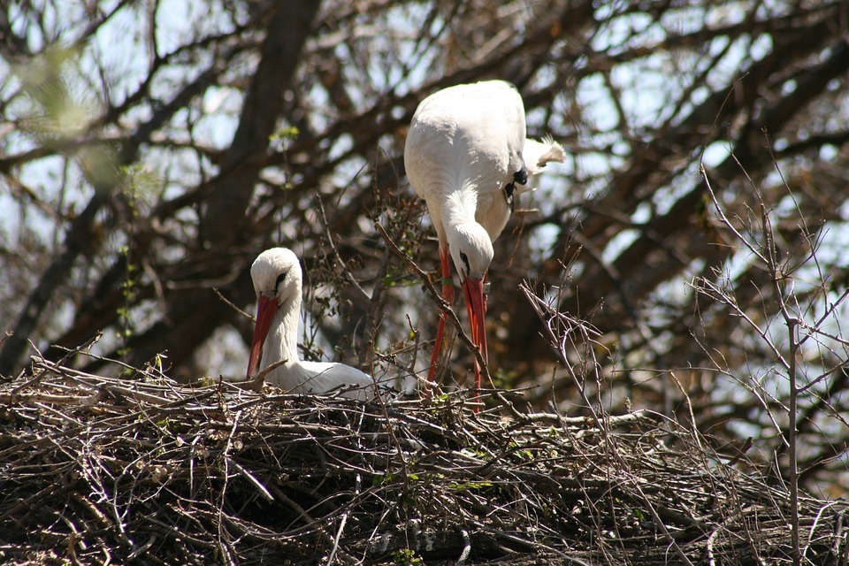 Birds building nest