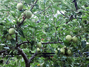 apples